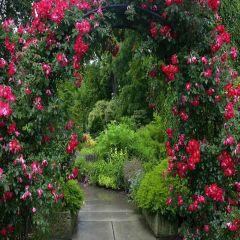 Blooming Flowers Photography Scenery Backdrop Flowers Theme Banner YMY-395