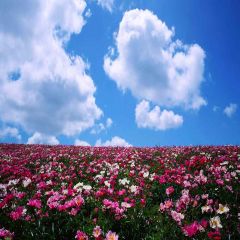 Broad Flower Sea Photography Scenery Backdrop Flowers Theme Banner YMY-396