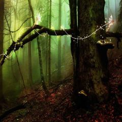 Fantasy Forest Photography Scenery Backdrop Forest Theme Banner YMY-412