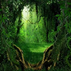 Lush Woods Photography Scenery Backdrop Nature Theme Banner YMY-428