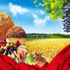 Various Vegetables Photography Scenery Backdrop Autumn Theme Banner YMY-562