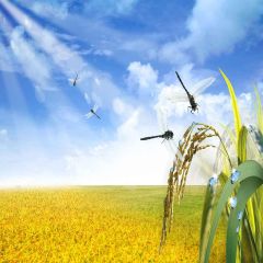 Dragonflies Fly Photography Scenery Backdrop Autumn Theme Banner YMY-574