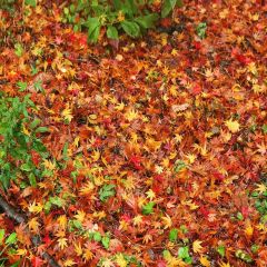 Fallen Leaves Photography Scenery Backdrop Halloween Theme Banner YMY-599