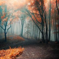 Foggy Forest Photography Scenery Backdrop Road Theme Banner YMY-624