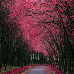 Flower Trees Photography Scenery Backdrop Flowers Theme Banner YMY-630