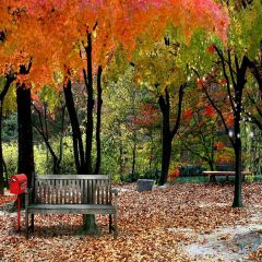 Wooden Benches Photography Scenery Backdrop Road Theme Banner YMY-631