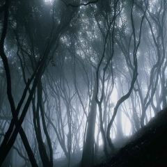 Forest Landscape Photography Scenery Backdrop Night Theme Banner YMY-632