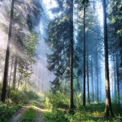 Vibrant Forest Photography Scenery Backdrop Forest Theme Banner YMY-644