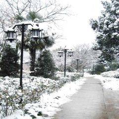 Snow Scene Photography Scenery Backdrop Christmas Theme Banner YMY-680