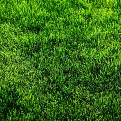 Lawn Photography Scenery Backdrop Nature Theme Banner ZLZ-015