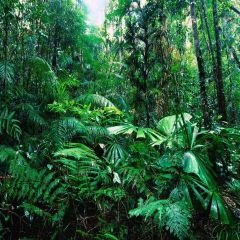 Tropical Rainforest Photography Scenery Backdrop Forest Theme Banner ZLZ-084