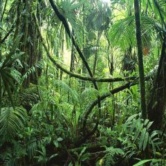 Vibrant Tropical Rainforest Photography Scenery Backdrop Forest Theme Banner ZLZ-085