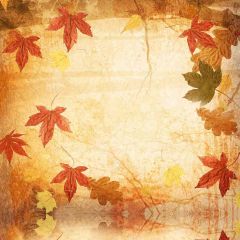 Maple Leaf Photography Scenery Backdrop Autumn Theme Banner ZLZ-141
