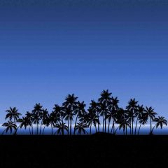 Palm Trees Photography Scenery Backdrop Nature Theme Banner ZLZ-172