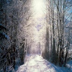 After Snowing Woods Photography Scenery Backdrop Snow Theme Banner EHY-052