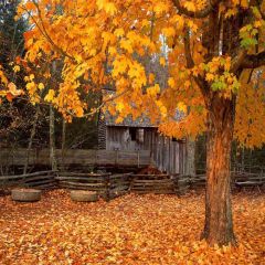 Fallen Leaves Photography Scenery Backdrop Autumn Theme Banner EHY-207