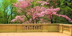 Tree Flower Balcony Stage Performance Background Dance Show Backdrop SRB-0943