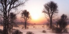 Tree Sunset Grass Stage Performance Background Dance Show Backdrop SRB-0988