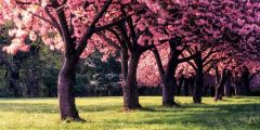 Tree Flower Plant Stage Performance Background Dance Show Backdrop SRB-1014