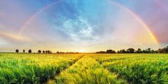 Grass Rainbow Sky Stage Performance Background Dance Show Backdrop SRB-1026