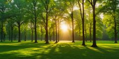 Park Treees Grass Stage Performance Background Dance Show Backdrop SRC-0047
