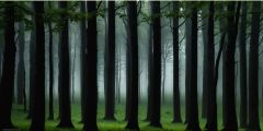 Woods Dark Smoggy Stage Performance Background Dance Show Backdrop SRC-0105