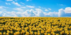 Sky Clouds Flowers Field Stage Performance Background Dance Show Backdrop SRC-0183