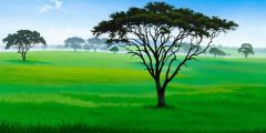 Summer Africa Grass Trees Stage Performance Background Dance Show Backdrop SRC-0297
