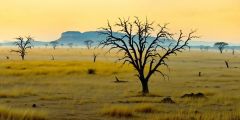 Arid Africa Trees Grass Stage Performance Background Dance Show Backdrop SRC-0343