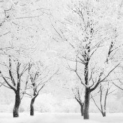 White Pine Photography Scenery Backdrop Snow Theme Banner YMY-095