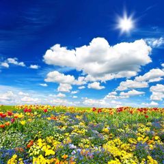 Various Flowers Photography Scenery Backdrop Flowers Theme Banner YMY-235
