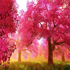 Charming Forest Photography Scenery Backdrop Nature Theme Banner YMY-244