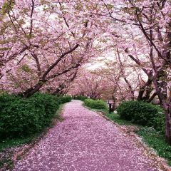 Romantic Petals Photography Scenery Backdrop Flowers Theme Banner YMY-252