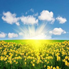 Vibrant Flower Sea Photography Scenery Backdrop Flowers Theme Banner YMY-301