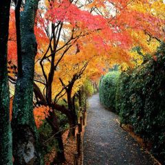 Autumn Falling Leaves Photography Scenery Backdrop Autumn Theme Banner YMY-392