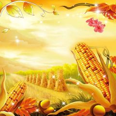 Mature Corn Photography Scenery Backdrop Halloween Theme Banner YMY-596