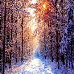 Snowy Road Photography Scenery Backdrop Christmas Theme Banner YMY-627